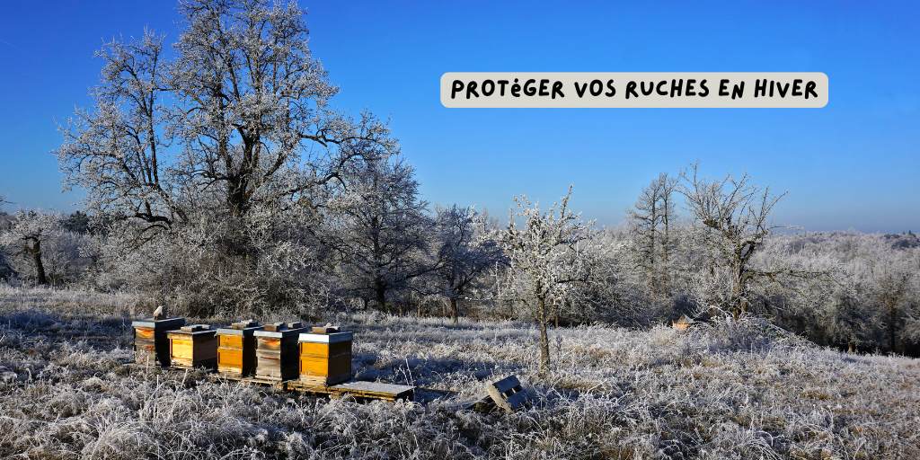 protéger_ruches_en_hiver_article_janvier_2026