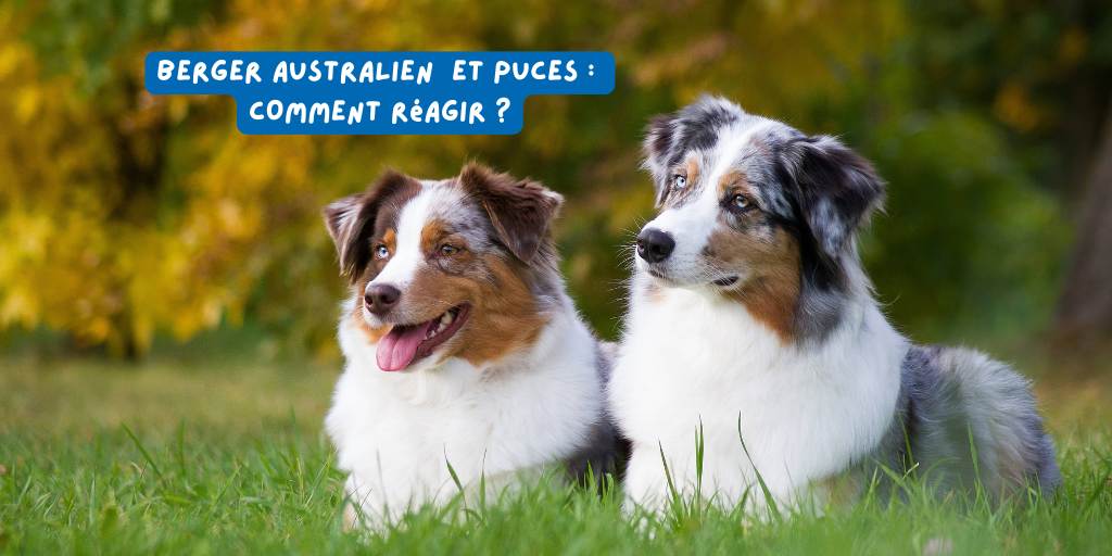 puces_bergers_australiens_produits-veto.com
