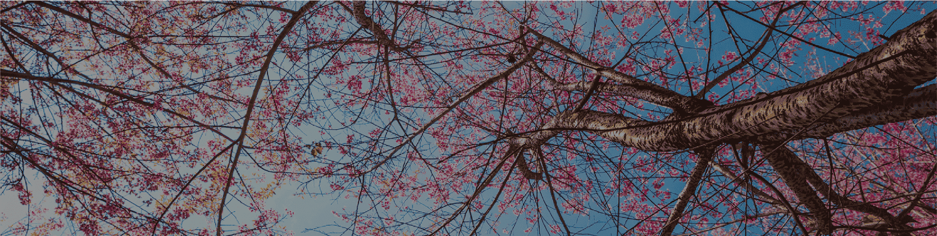 La Bendita Esperanza de la Vida Eterna