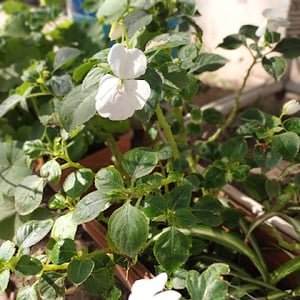 Foto de perfil de Gabriela Gutierrez