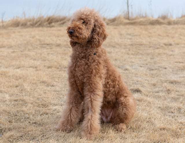 Hadley is an F1B Irish Doodle and a mother here at Poodles 2 Doodles - Best Sheepadoodle and Goldendoodle Breeder in Iowa