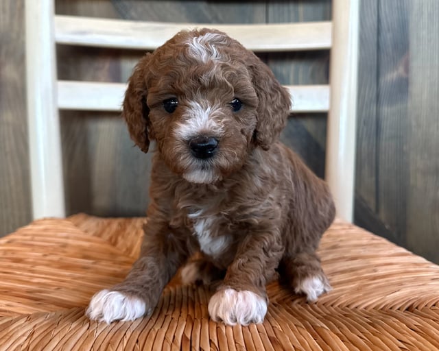 A picture of a Olive, a gorgeous Mini Goldendoodles for sale