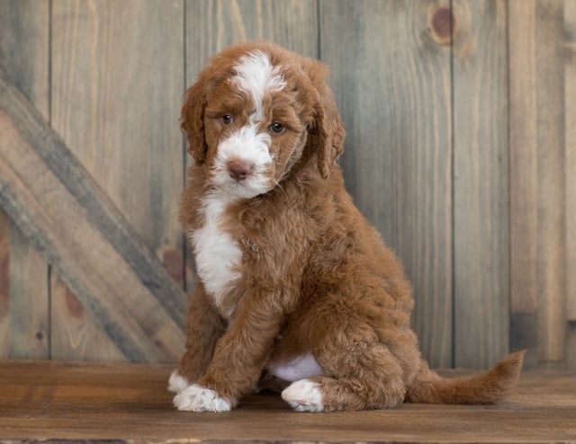 A picture of a Euro, one of our Mini Goldendoodles puppies that went to their home in South Dakota