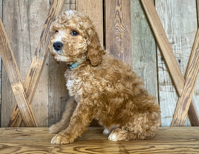 Maizy came from Tatum and Toby's litter of F1BB Goldendoodles