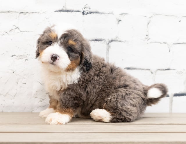 A picture of a Zed, a gorgeous Mini Bernedoodles for sale