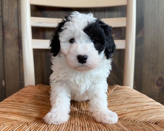 A picture of a Aria, a gorgeous Mini Sheepadoodles for sale