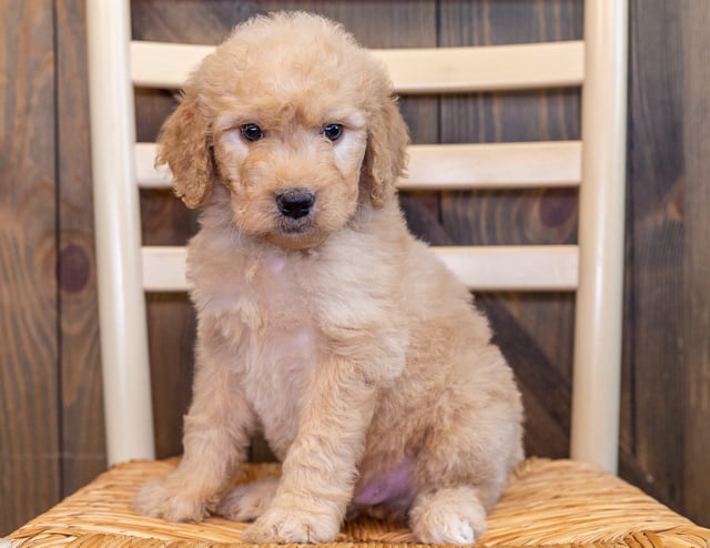 Quick is an F1 Goldendoodle that should have  and is currently living in North Carolina