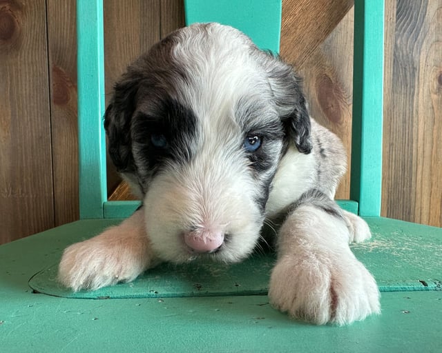 Kathy is an F1 Sheepadoodle that should have  and is currently living in Iowa 