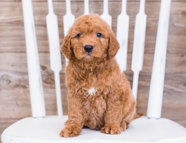 A picture of a Rue, one of our Mini Goldendoodles puppies that went to their home in Minnesota