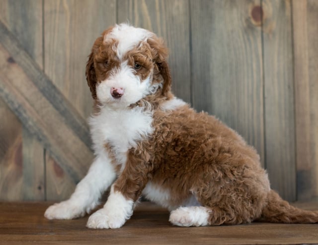 Dee is an F1BB Goldendoodle that should have  and is currently living in Florida