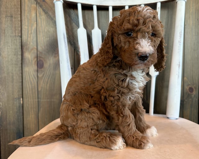Gigi is an F1B Goldendoodle that should have  and is currently living in Georgia