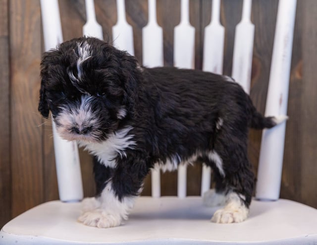 Ursula is an F1 Sheepadoodle that should have  and is currently living in Massachusetts 