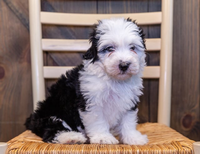 A picture of a Nicole, one of our Mini Sheepadoodles puppies that went to their home in Nebraska