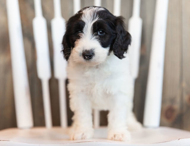 Ink came from Harlee and Bentley's litter of F1B Sheepadoodles