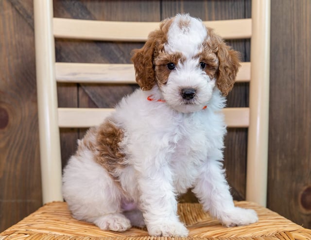 A picture of a Oreo, one of our Mini Goldendoodles puppies that went to their home in Iowa