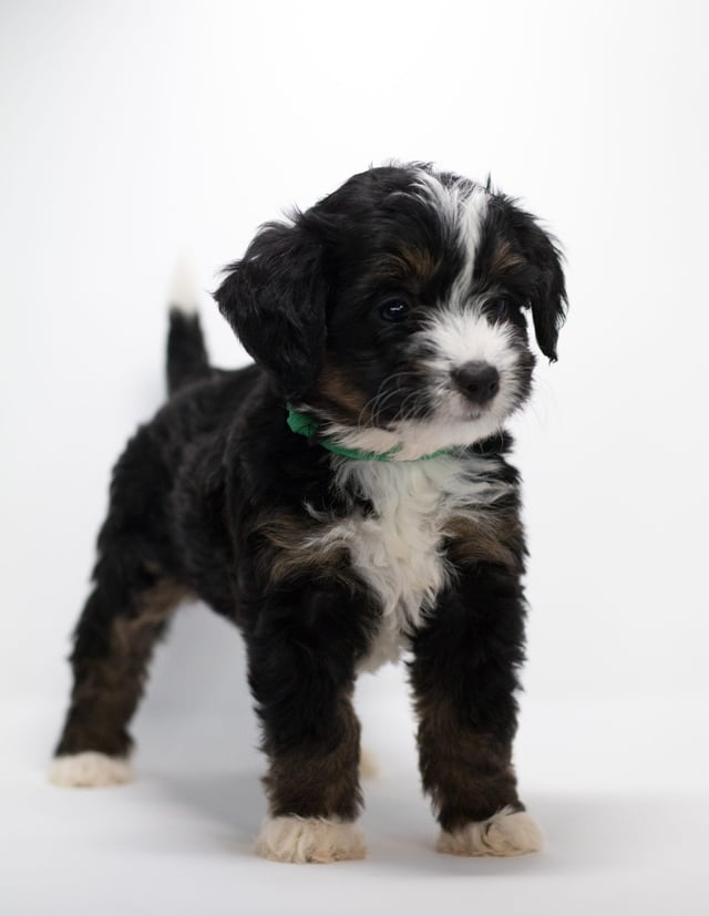 Another great picture of Flair, a Bernedoodles puppy
