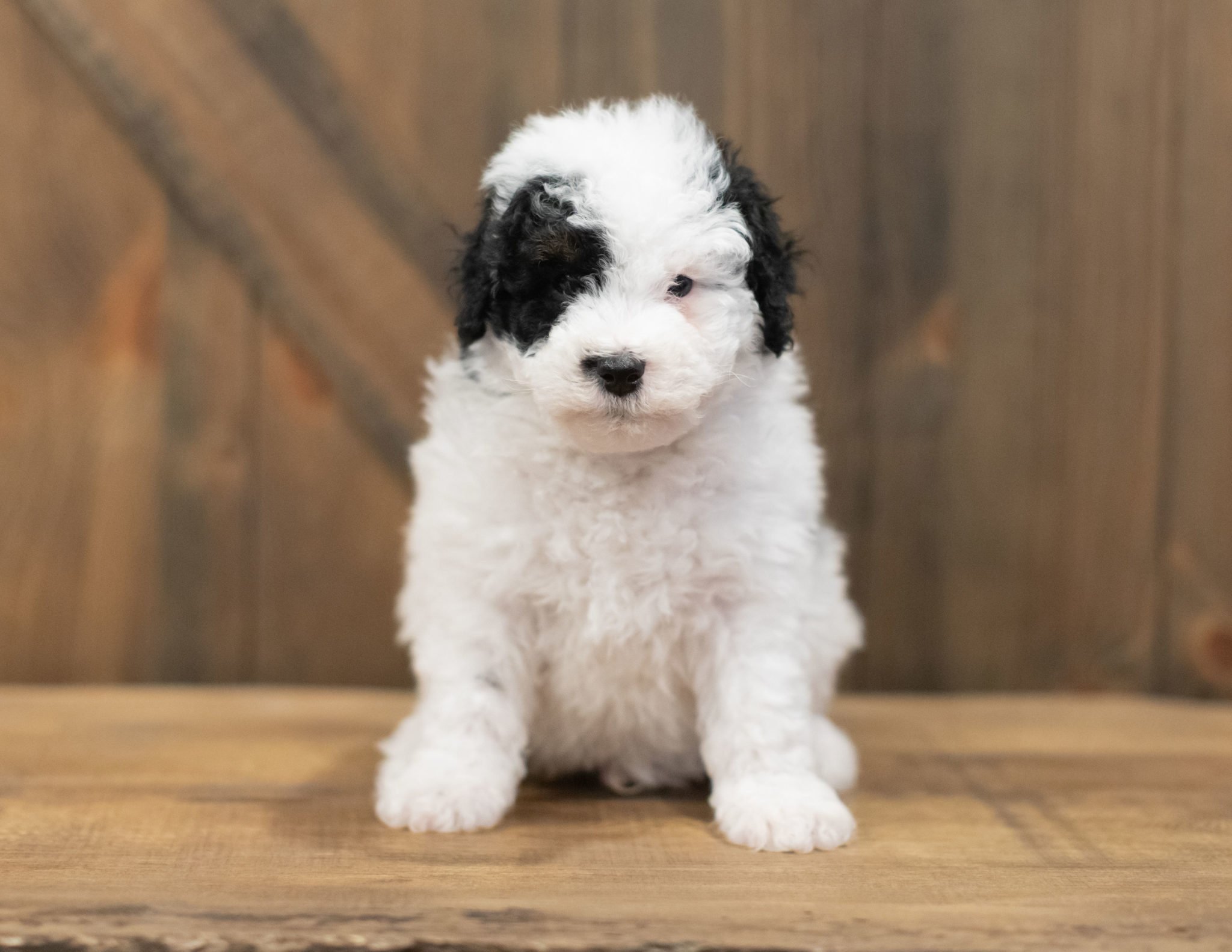 A litter of Petite Sheepadoodles raised in Iowa by Poodles 2 Doodles