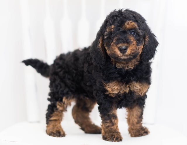 This litter of Bernedoodles are of the F1BB generation.