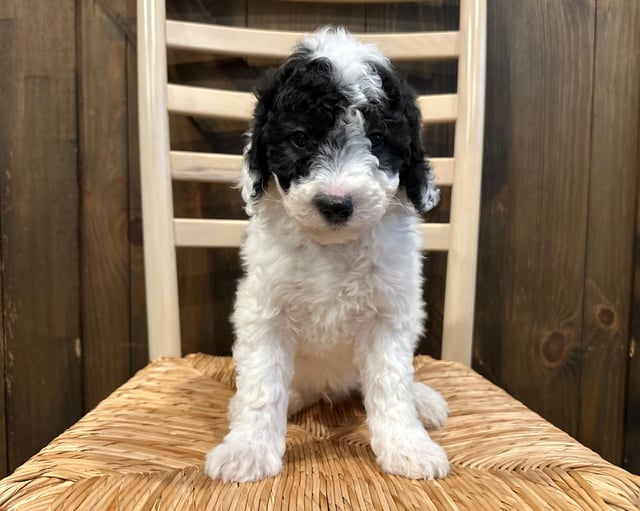 A picture of a Nugget, one of our Mini Sheepadoodles puppies that went to their home in Nebraska