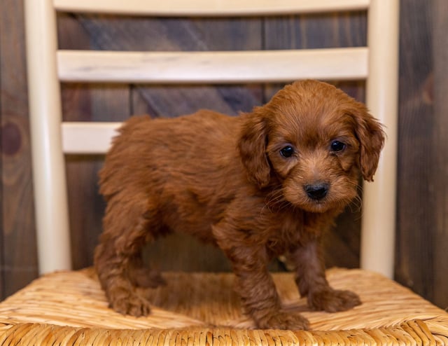 A picture of a Honey, one of our Mini Goldendoodles puppies that went to their home in Iowa