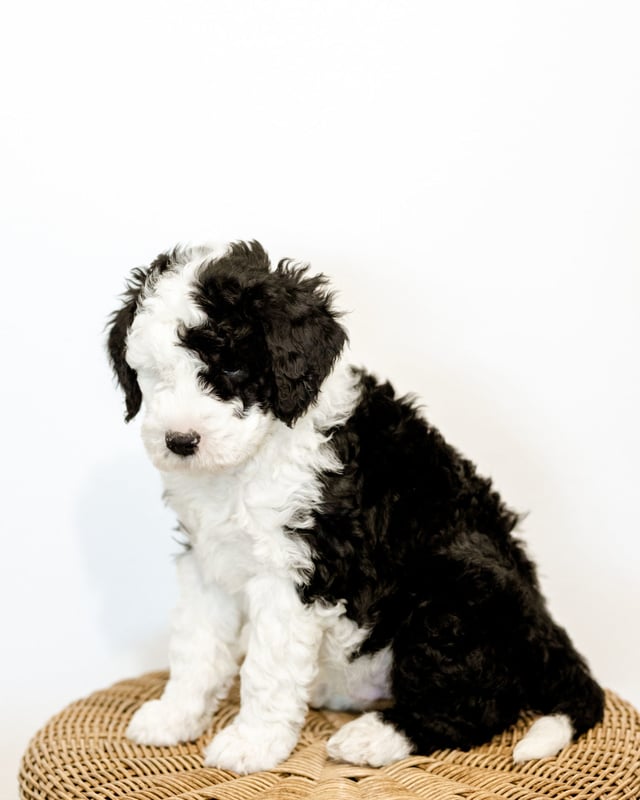 A picture of a Wayne, one of our Mini Sheepadoodles puppies that went to their home in South Dakota