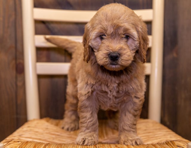 Darcy came from KC and Reggie's litter of F1 Goldendoodles