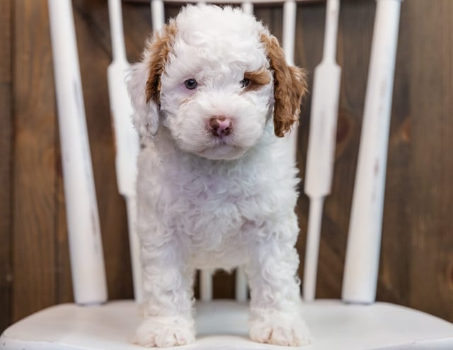 Bo came from Paisley and Milo's litter of F1B Goldendoodles