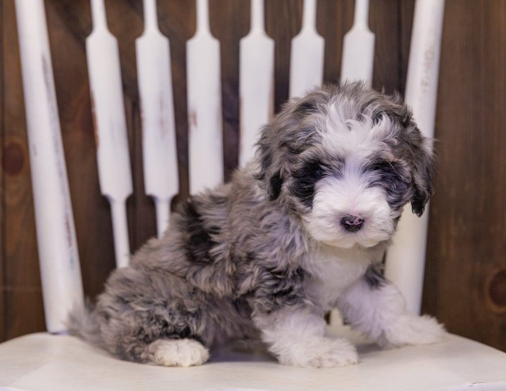 A picture of a Patches, one of our Mini Sheepadoodles puppies that went to their home in New York