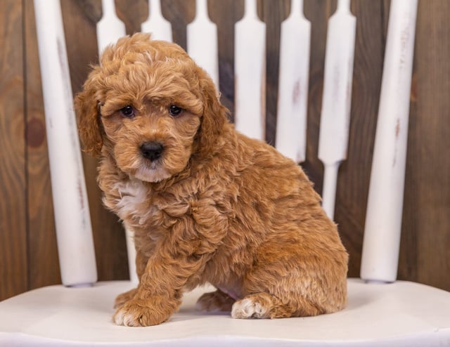 Rainy is an F1 Goldendoodle that should have  and is currently living in Florida