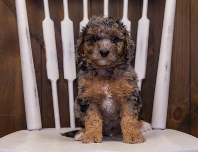 A picture of a Hutch, one of our Mini Bernedoodles puppies that went to their home in Illinois