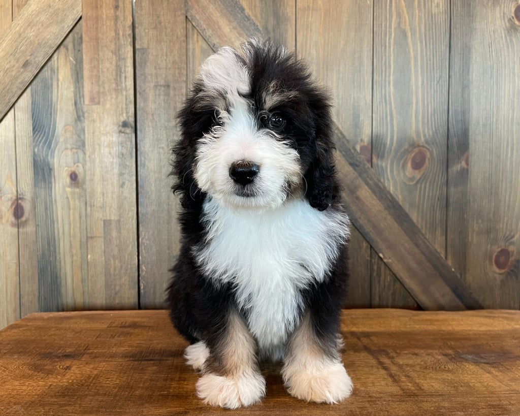 Ximo came from Delilah and Bentley's litter of F1 Bernedoodles