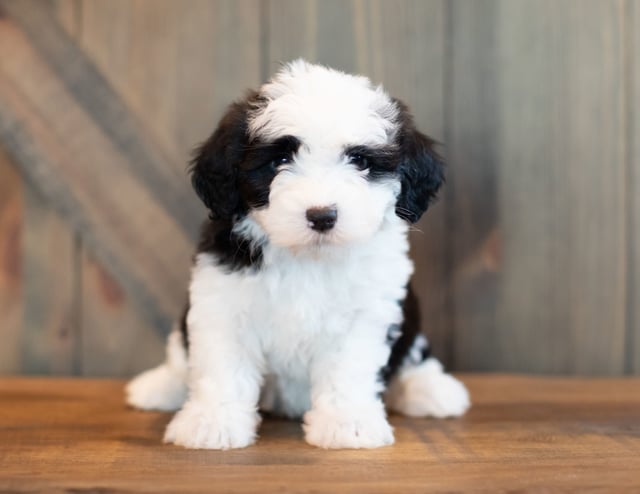 Velma came from Shandy and River's litter of F1 Sheepadoodles