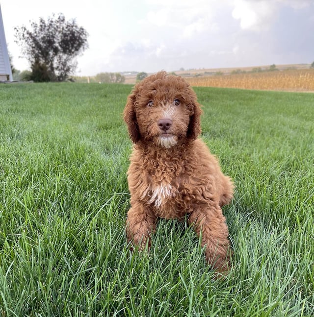 Victory came from Leia and Milo's litter of F1B Goldendoodles
