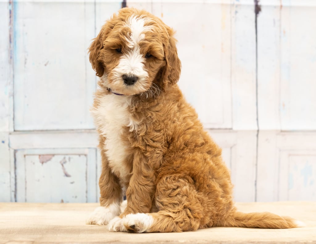 A picture of a Wona, one of our Mini Goldendoodles puppies that went to their home in Nebraska