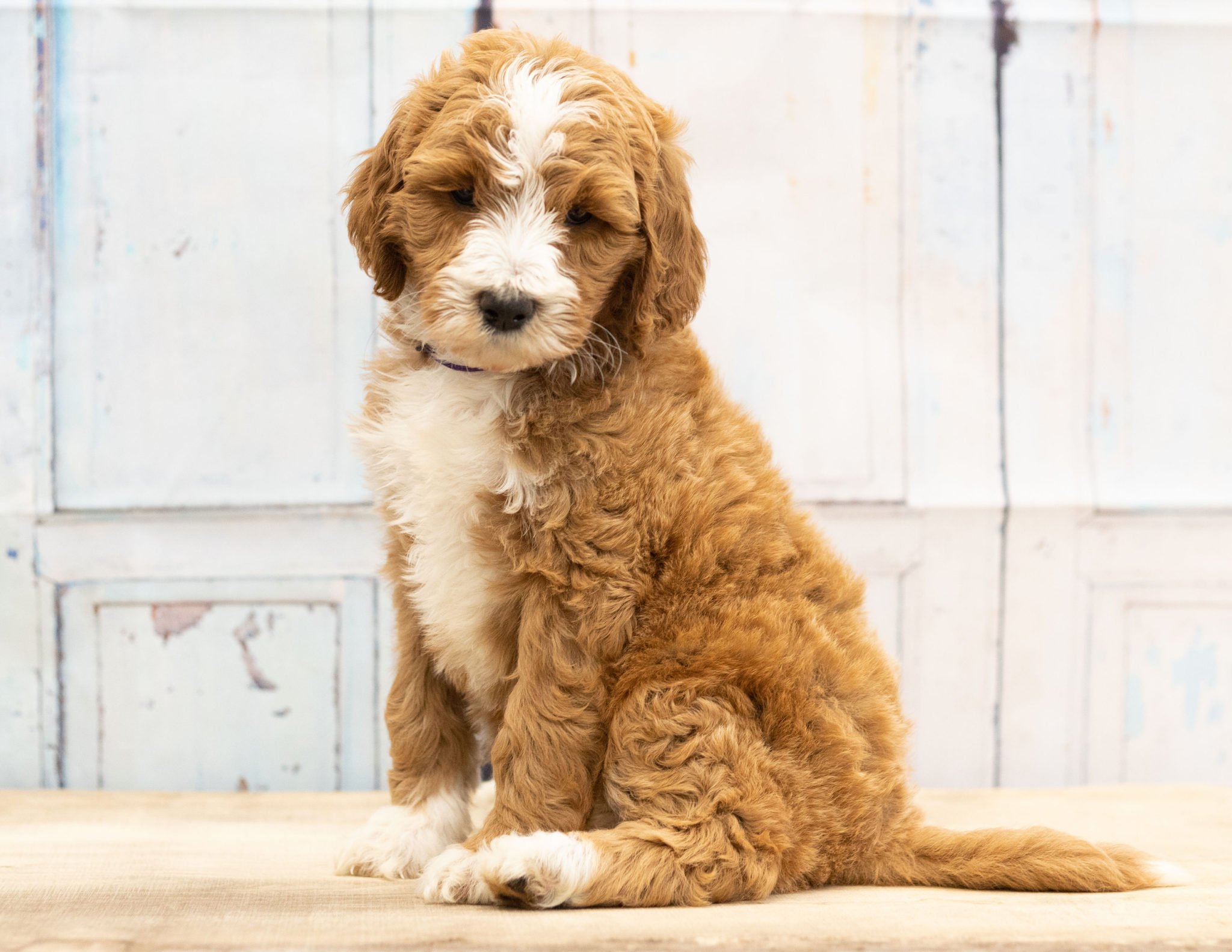 A litter of Mini Goldendoodles raised in Iowa by Poodles 2 Doodles