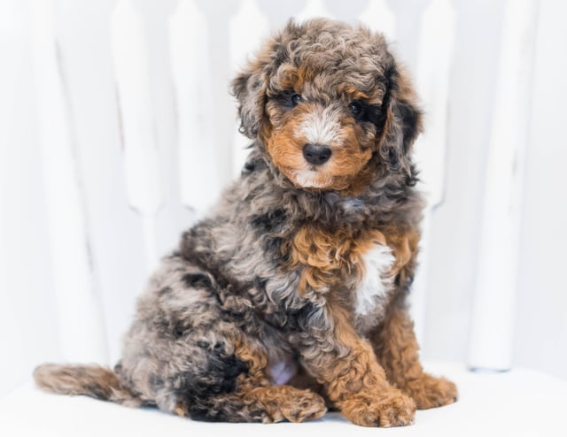 A picture of a Josie, one of our Petite Bernedoodles puppies that went to their home in New York