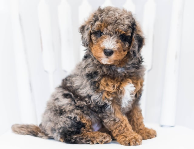 A picture of a Josie, one of our Petite Bernedoodles puppies that went to their home in New York
