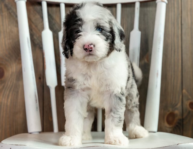 Luke came from Harper and Grimm's litter of F1B Sheepadoodles