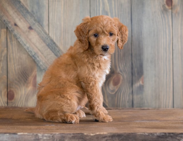 Bear came from Bear and Scout's litter of F1B Goldendoodles