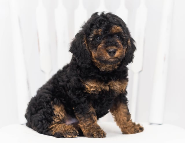 A picture of a Jasmin, one of our Petite Bernedoodles puppies that went to their home in Washington