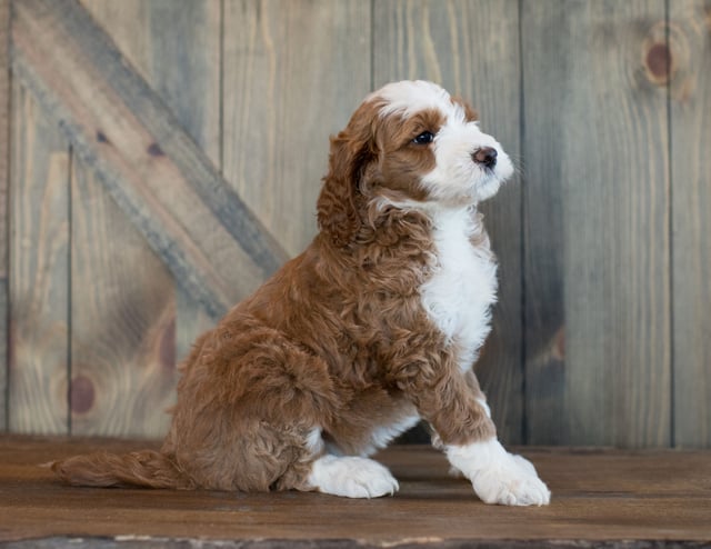 Dia came from Paisley and Scout's litter of F1BB Goldendoodles