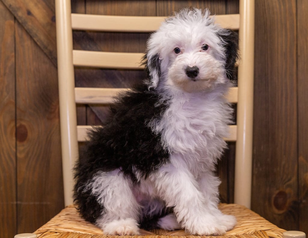 A picture of a Roxy, one of our Mini Sheepadoodles puppies that went to their home in Tennessee