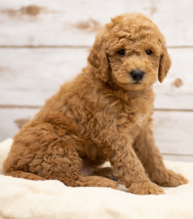 A picture of a Kane, one of our Mini Goldendoodles puppies that went to their home in Kansas