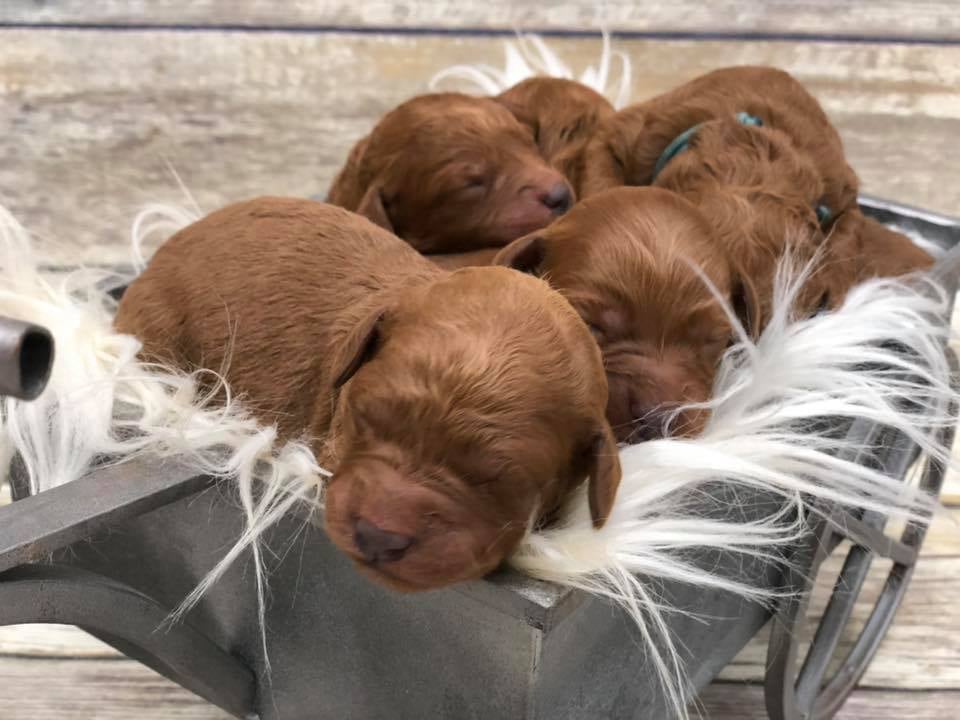 Mini Red Goldendoodles