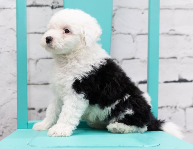 Sully is an F1 Sheepadoodle that should have  and is currently living in Iowa
