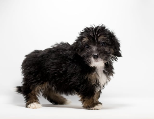 Another great picture of Fay, a Bernedoodles puppy