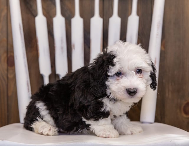 A picture of a Yolo, one of our Mini Sheepadoodles puppies that went to their home in Georgia