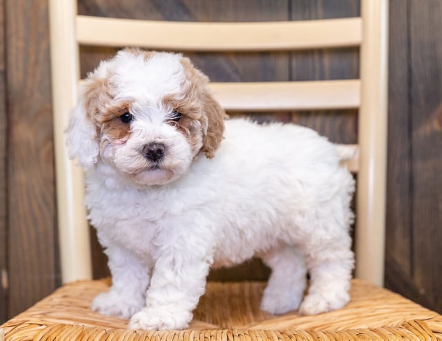 Zelli is an F1B Goldendoodle that should have  and is currently living in Nebraska