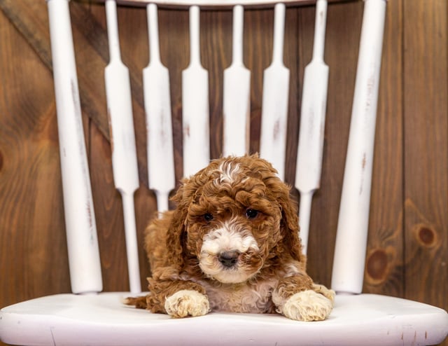 A picture of a Zella, one of our Mini Goldendoodles puppies that went to their home in South Dakota