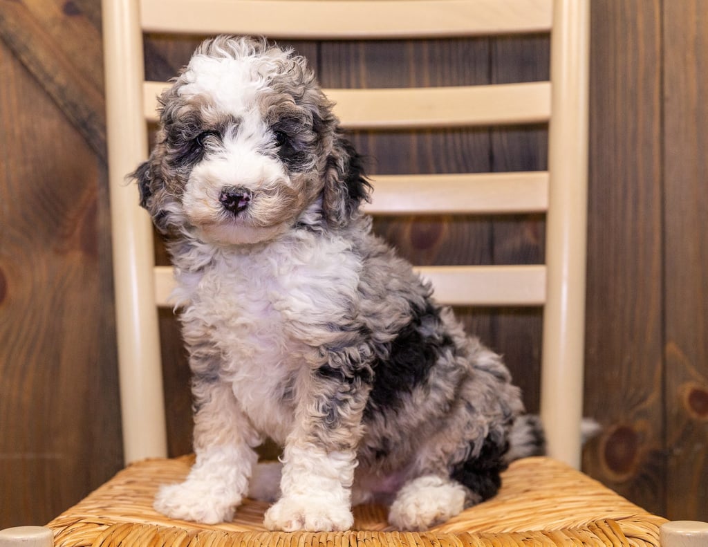 Ginny is an F1B Sheepadoodle that should have  and is currently living in Iowa